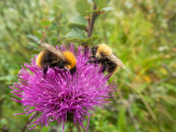 Fjällhumlor. Sista skörden