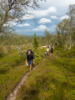 Nästan trädgränsen