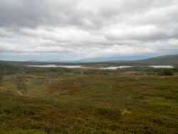 Kalfjällsvidd
