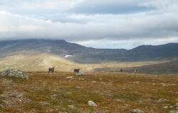 En hel del ren på fjället